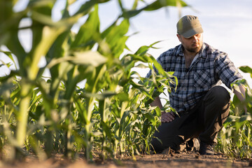 Naklejka na ściany i meble Young farmer in corn fields