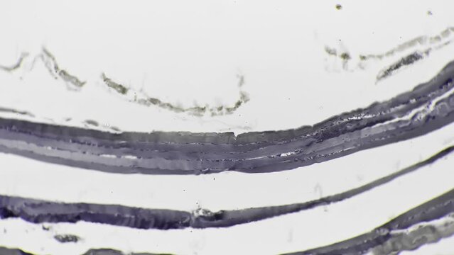 Human skeletal muscle in longitudinal section filmed in the lab under microscope 100x against bright field background. Macro footage of man tissue shown with high magnification to study its structure.