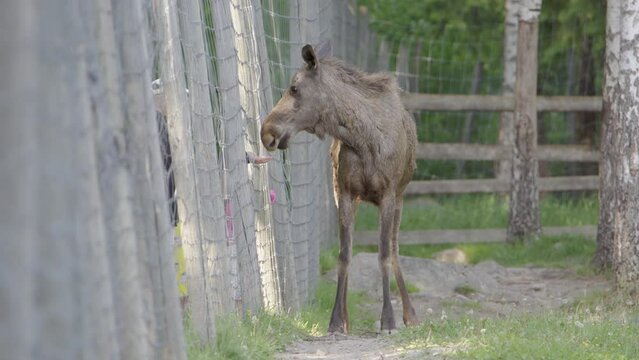 Tame European Elk standing next to wire fence gets fed by tourists by hand