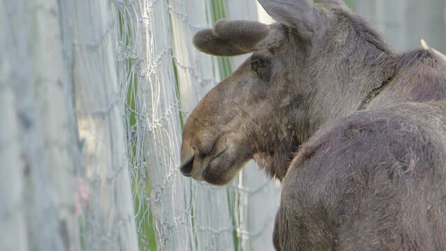 Sad captive Eurasian elk stands still and stares out through wire fence, closeup
