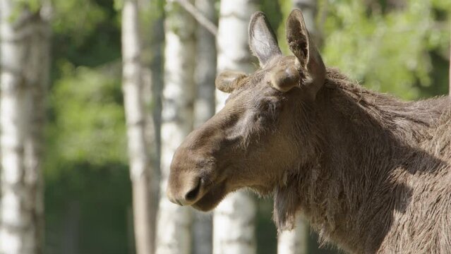 Alert European elk standing in woodland looking around, closeup profile on head
