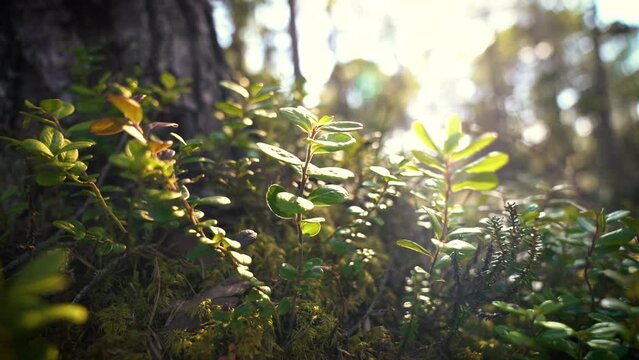 A little plant is slightly waving on the forrest floor. The sunlight is flickering as the wind is swaying the trees that covers it.