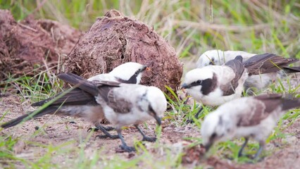 Southern white-crowned shrike birds pecking at dung remains in grass.