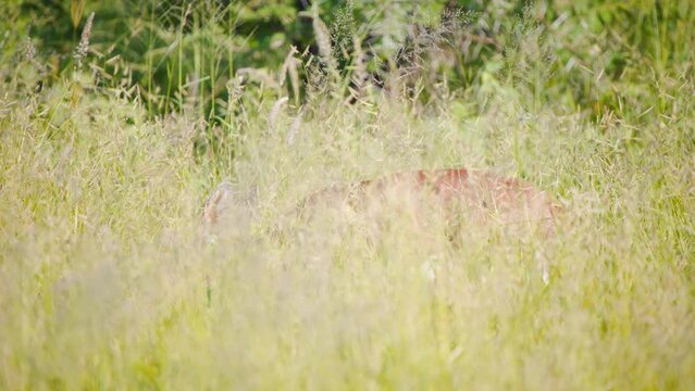 Steenbok antelope grazing in tall savannah grass, hidden by stalks.
