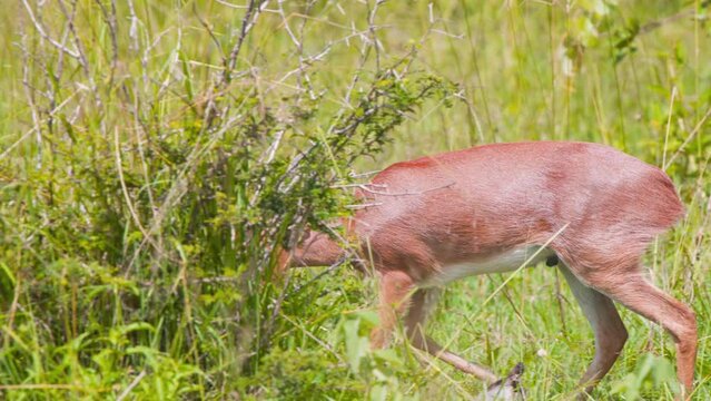 Male Steenbok antelope walking in savannah grass, looking for food.