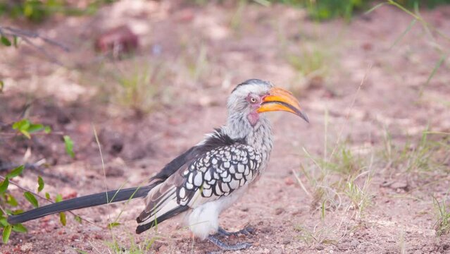 Southern yellow-billed hornbill bird on ground looking around himself.
