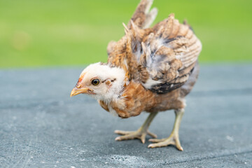 chicks at Kualoa Regional Park, Oahu, Hawaii. The chicken (Gallus gallus domesticus) is a domesticated red junglefowl species that is originally from India. 