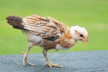 chicks at Kualoa Regional Park, Oahu, Hawaii. The chicken (Gallus gallus domesticus) is a domesticated red junglefowl species that is originally from India. 