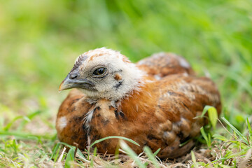 chicks at Kualoa Regional Park, Oahu, Hawaii. The chicken (Gallus gallus domesticus) is a domesticated red junglefowl species that is originally from India. 