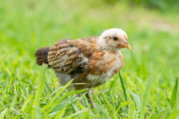 Chicks on the grass at Kualoa Regional Park, Oahu, Hawaii. The chicken (Gallus gallus domesticus) is a domesticated red junglefowl species that is originally from India. 
