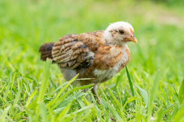 chicks at Kualoa Regional Park, Oahu, Hawaii. The chicken (Gallus gallus domesticus) is a domesticated red junglefowl species that is originally from India. 