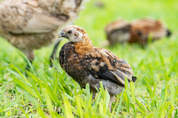 chicks at Kualoa Regional Park, Oahu, Hawaii. The chicken (Gallus gallus domesticus) is a domesticated red junglefowl species that is originally from India. 