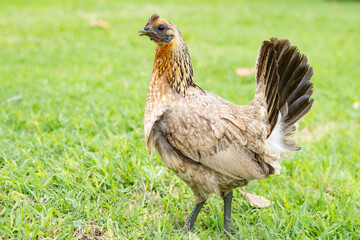 Female red junglefowl at Kualoa Regional Park, Oahu, Hawaii. The chicken (Gallus gallus domesticus) is a domesticated red junglefowl species that is originally from India. 