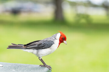 The red-crested cardinal (Paroaria coronata) is a songbird, the species belonging to the family of tanagers (Thraupidae).  Brazilian cardinal at Kualoa Regional Park, Oahu, Hawaii