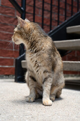 Picture of cat, staircase