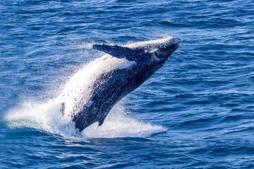 Breaching Humpback Whale off Sydney Australia