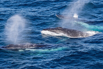 Humpback Whales blowing off water as they surface for air off Sydney Australia