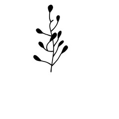 Leaf Garden Plant Branch