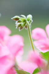 ピンク色のゼラニウムの花びらを背景をぼかして浮き上がらせる。露出を明るく仕上げる。