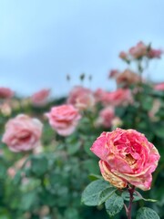 roses