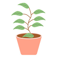 Beautiful Houseplant 