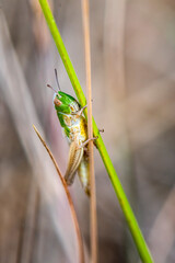 Skoczek zielony w makro. Zbliżenie na prostoskrzydłego owada z rodziny szarańczowatych.