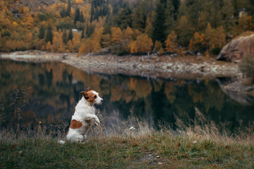 dog on the lake in autumn. Cute jack russell terrier in nature against the backdrop of mountains