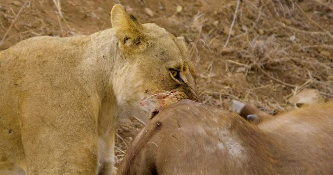 Close up female lioness eating killed buffalo in Nairobi National Park