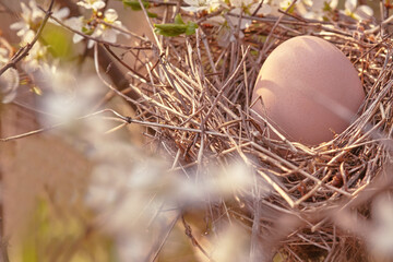 Naklejka na ściany i meble Bird's nest on a branch with an Easter egg for Easter. Natural background with a nest in flowering branches. Spring background. Natural background in pastel colors. Minimalism, soft colors.