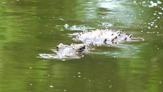 Crocidle cros swimming swim in river pond lake Kruger Park National Park wild life fresh water South Africa bubbles in greenish dirt algae water pan follow