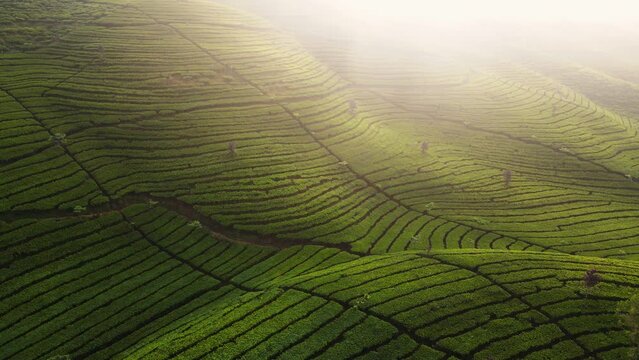 Aerial view of spring green tea field on the mountain slope in the morning. The sunlight coming from the corner of frame. Terraced tea plantation in Wonosobo, Central Java, Indonesia - 4K drone shot