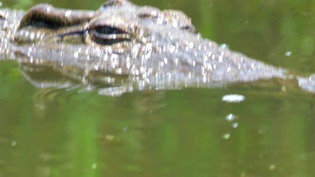 Crocidle eye blink close up cros swimming swim in river pond lake Kruger Park National Park wild life fresh water South Africa bubbles in greenish dirt algae water pan follow