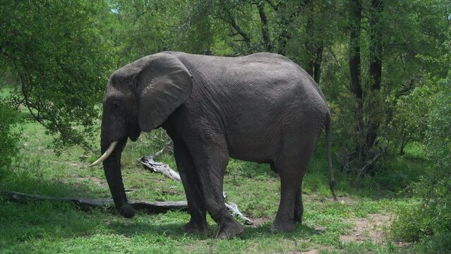 Kruger National Park big five elephant eating marula tree Sclerocarya birrea nuts with long trunk South Africa wild life lush wet season spring summer daytime sunlight cinematic slider to the left