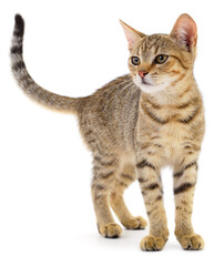 Kitten on white background.