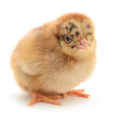 Fototapeta premium Small brown chicken