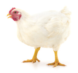 white hen isolated.