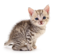 Kitten on white background.