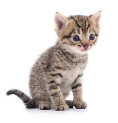 Kitten on white background.