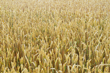 Ears of wheat.