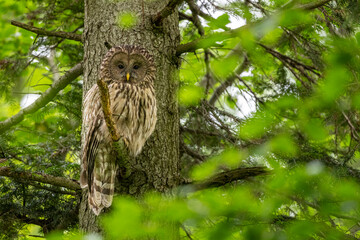 Ural owl (Strix uralensis), Bieszczady Mountains, Poland.