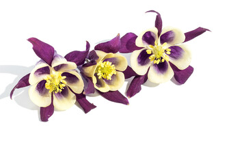 On a white isolated background, fresh inflorescences of the Aquilegia or Columbine flower.
