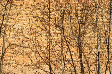 trees in front of brick wall