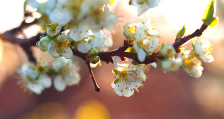 Flowering branch of plum. Spring summer floral background. European plum Prunus domestica flowers .