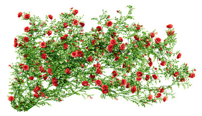 Beautiful red climbing rambler rose growing up or blooming rose bush climbing on wall. Png transparency - obrazy, fototapety, plakaty