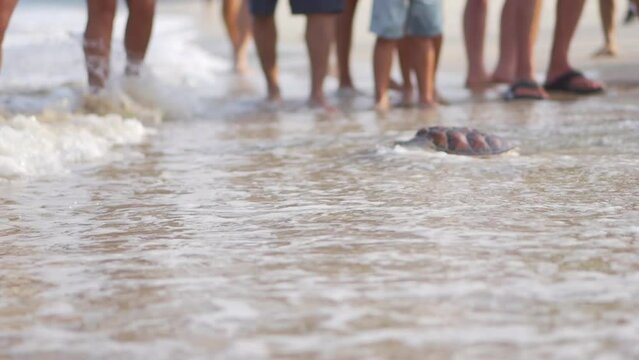 People watching turtles crawl into the sea release to the freedom in Hawaii, USA.