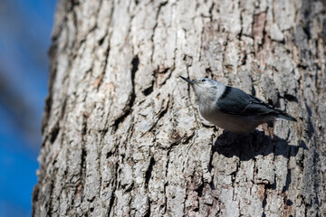 Female white breasted nuthatch clinging to the side of a tree