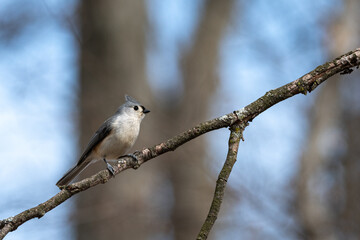 Tufted titmouse perching on a branch