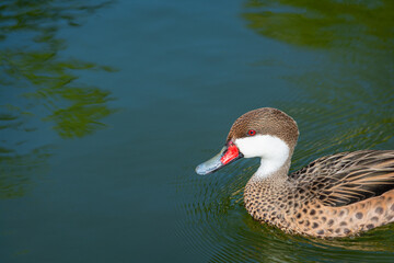 White-cheeked pintail duck swimming in green water.