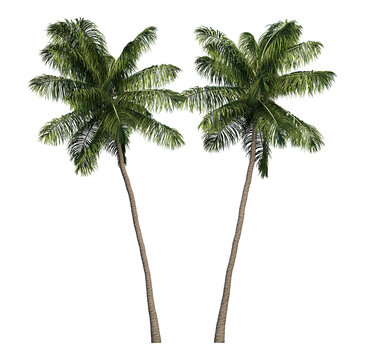 palm tree png image _ tree image _ plant image _ palm tree in isolated in white background 