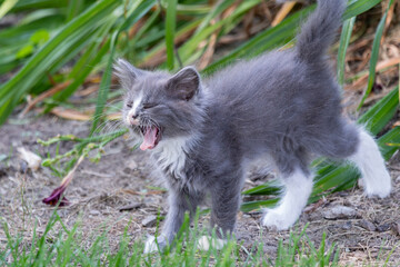 Small cute long haired gray kitten yawning